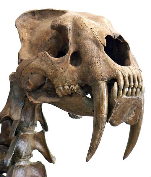 Ancient Predators Lured into “Cave of Death”
