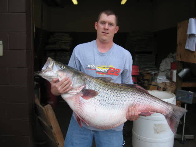 Striped Bass to Be Stocked in Bull Shoals, Missouri