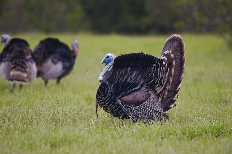 Drought Dries Up Texas Turkey Opportunities