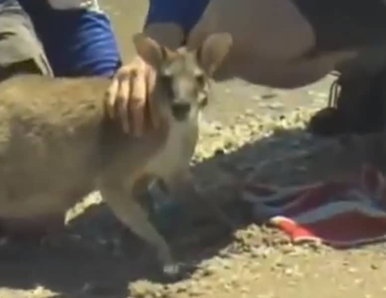 Video: Welsh Actor Saves Drowning Wallaby