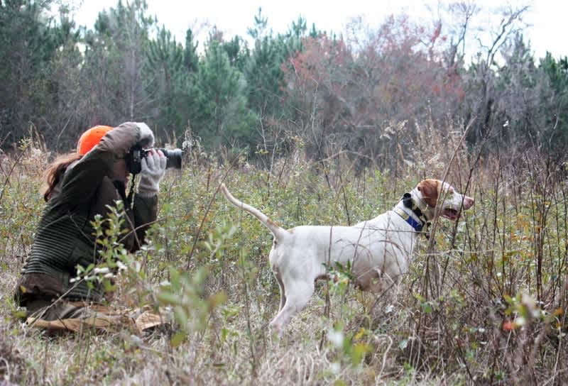 Anisfield Hunting Dog Photography Launches New Commercial Website
