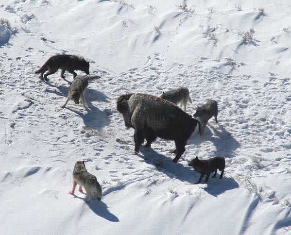 Montana Commission Proposes Major Wolf Hunting Expansion
