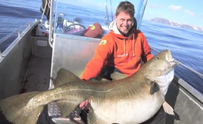 German Angler Catches Possible World Record Cod