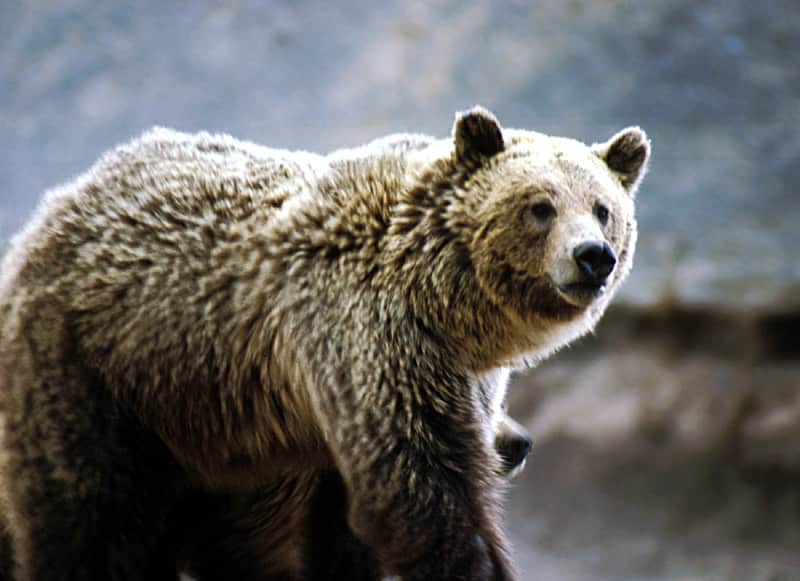 Decrease in Yellowstone Trout Leads Bears to Feed on Elk