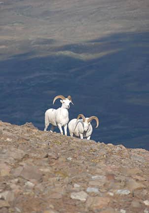 Pat Reeve’s Dream Dall Sheep Hunt Becomes a Disaster