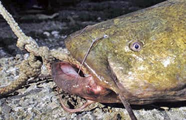 Flathead Catfish Hand-fishing Season Runs June 15 to August 31 in Kansas