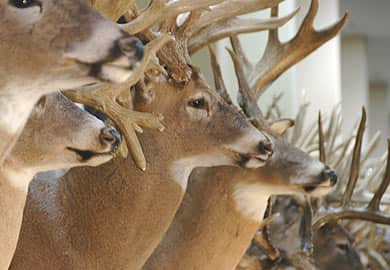 South Carolina State Antler Records Remain at High Level this Year