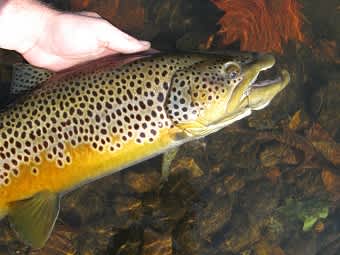 Rainbow Trout Regulations Removed on Cumberland River in Kentucky