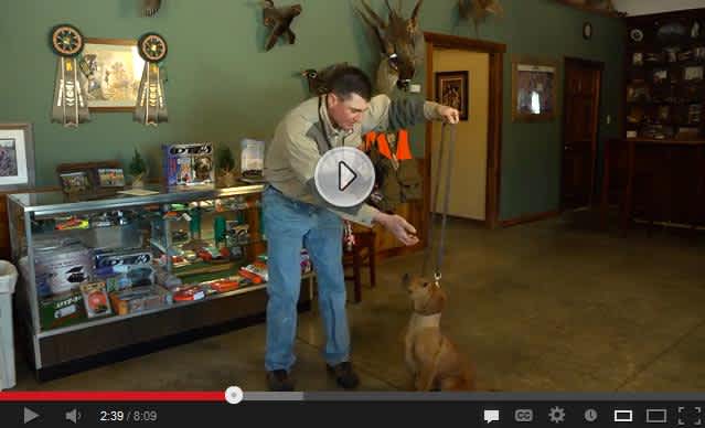 D.T. Systems Dog Training Series Video 4: Sit, Heel and Recall Commands