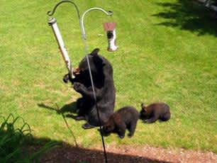 To Prevent Bear Problems in Michigan, Remove All Food Sources