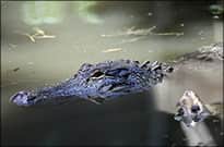 Arkansas Alligator Hunt Permit Applications Available Online