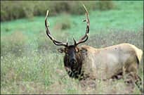 Try for an Elk Permit at Arkansas’ Buffalo River Festival