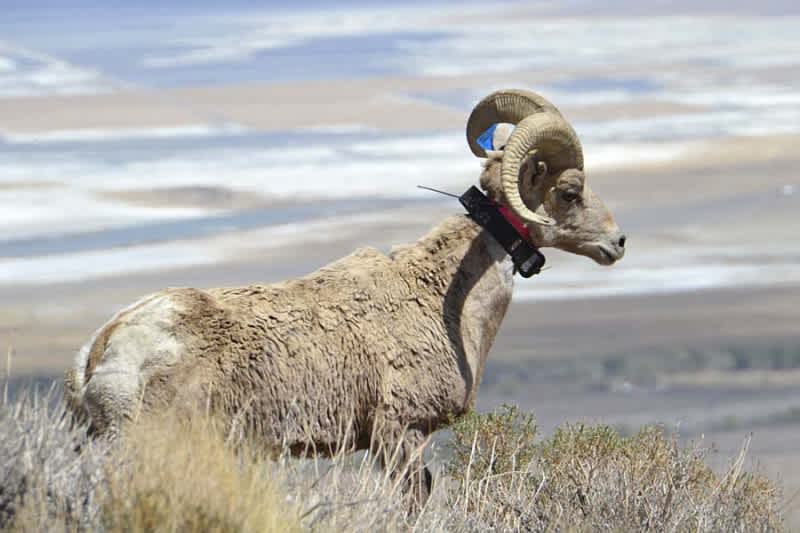 Dead California Bighorn Sheep Leads to Outbreak Fears