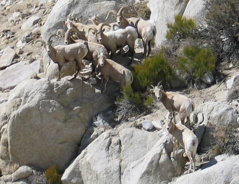California Bighorn Sheep Pneumonia Outbreak Worsens