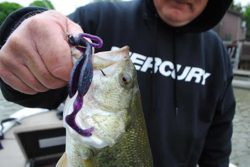 Bountiful Bass Found in Saginaw Bay’s Canals