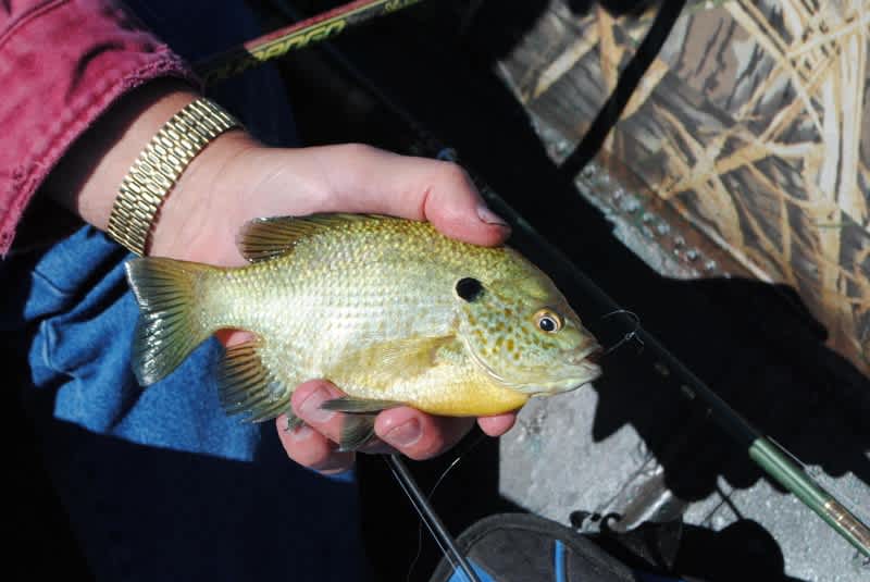 Hooking Panfish with a Michigan Bluegill Legend