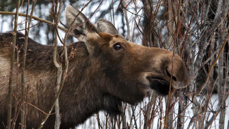 Moose Shot and Killed after Charging Air Force Sergeant