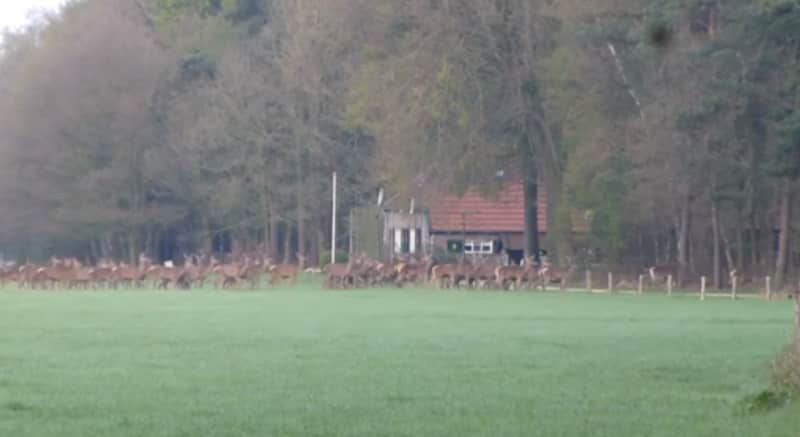 Video: Deer Herd Gets Spooked by Forest