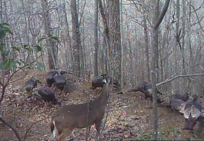 Video: Trail Cam Catches Deer Dining with Turkeys