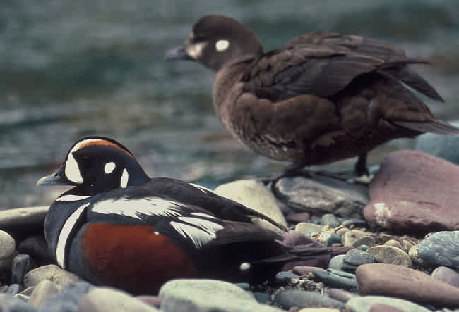 Seventeen-year-old Duck Found in Glacier National Park