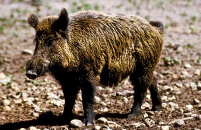 Texas to Pay Sportsmen to Hunt Hogs