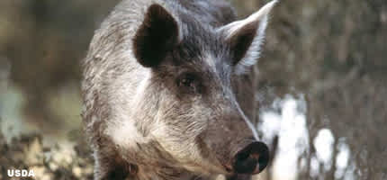 Pennsylvania Commercial Hog Hunting Facilities Will Continue to Operate