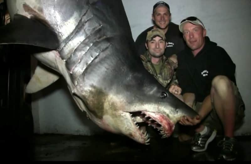Potential World Record 1,300-pound Mako Shark Caught off California