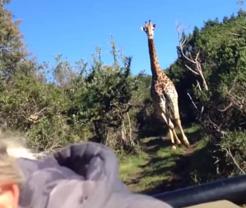 Video: Giraffe Chases Down Safari Jeep