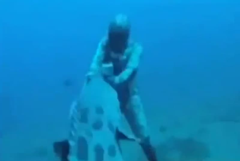 Video: Goliath Grouper Wrestles Meal from Spearfisher