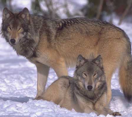 USFWS Proposes Returning Management of Gray Wolves to States