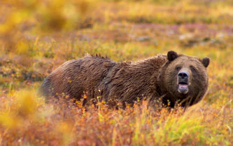 Alaska Man Feeds Bear BBQ, Gets Mauled