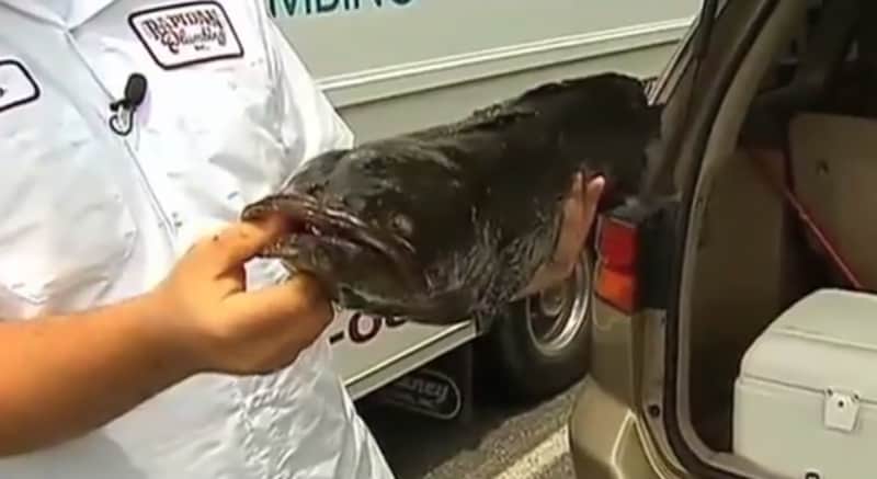 Virginia Angler Hooks Possible World Record Snakehead