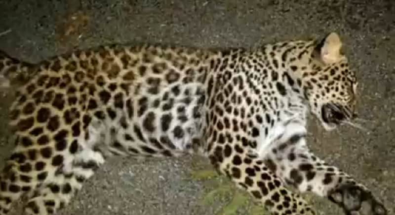 Indiana Couple Shoots Leopard Prowling Around Backyard Pool