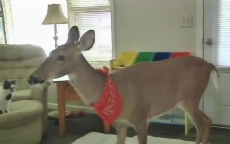 Michigan Family’s Pet Deer Allowed to Stay at Home