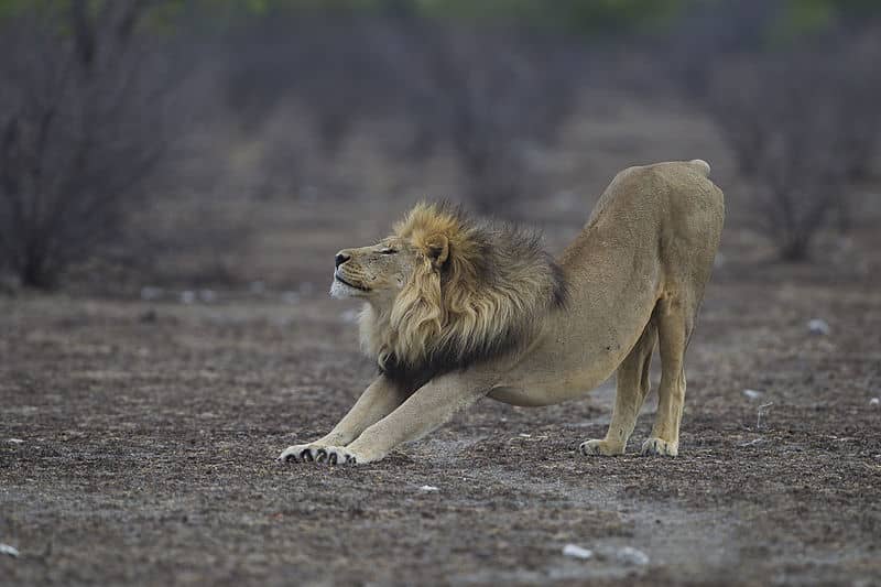 Study Shows Male Lions Do Join the Hunt
