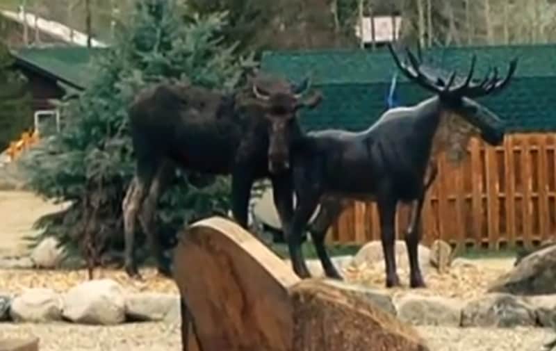 Amorous Moose Falls for Homeowner’s Moose Statue