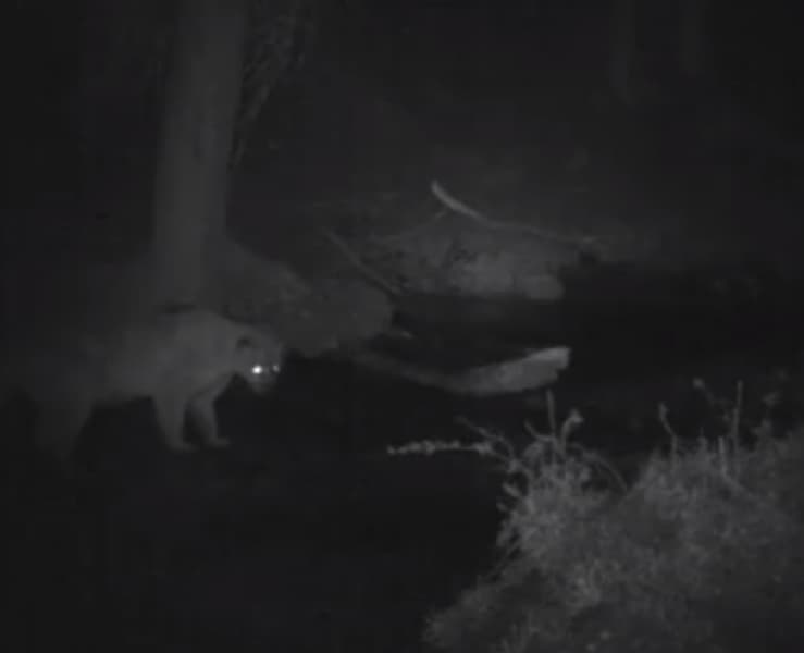 Video Catches Mountain Lion Chasing Trout