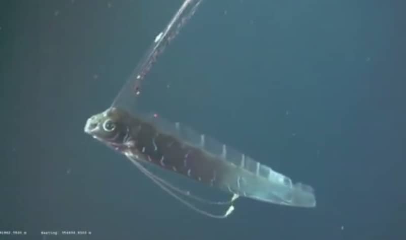 Deep-sea Giant Oarfish Seen on Video for the First Time
