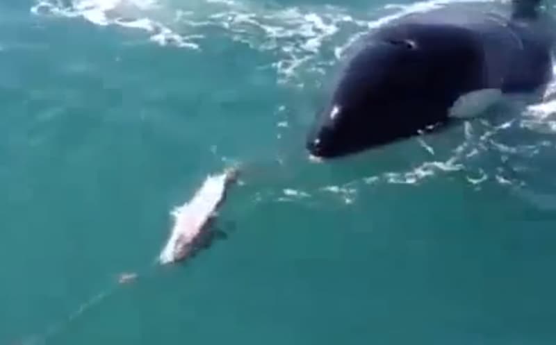 Video: Killer Whale Swipes Angler’s Halibut