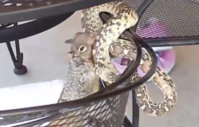 Video: Squirrel Fights Snake over Patio Chair