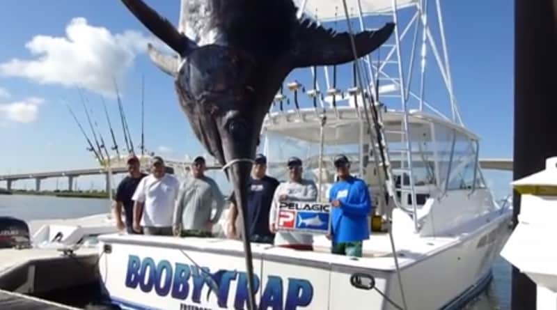 Anglers Reel in Potential Texas Record Swordfish