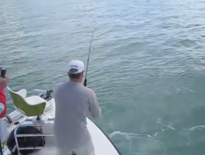 Video: Two Sharks Steal Angler’s Prize Tarpon