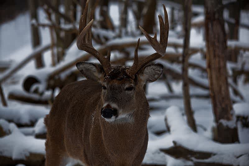 Whitetail Overcrowding: Deer Waste Could Affect Winter Habitats