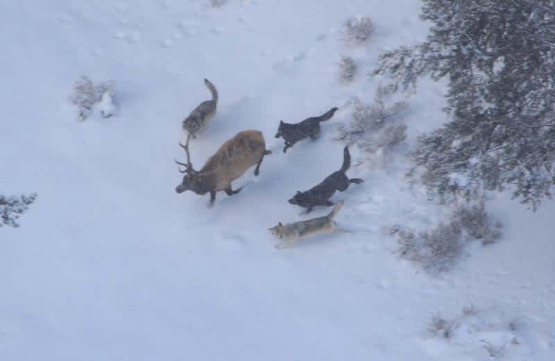 Study Suggests Migration Harms Yellowstone Elk