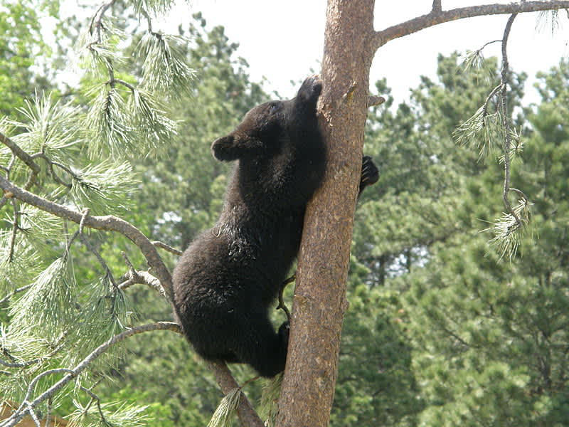 Video: Bear Climbs Tree, Sniffs Hunter’s Face