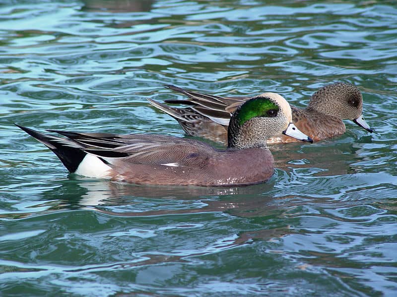 Survey: North American Duck Numbers Remain Strong, Hunters Expect Good Season