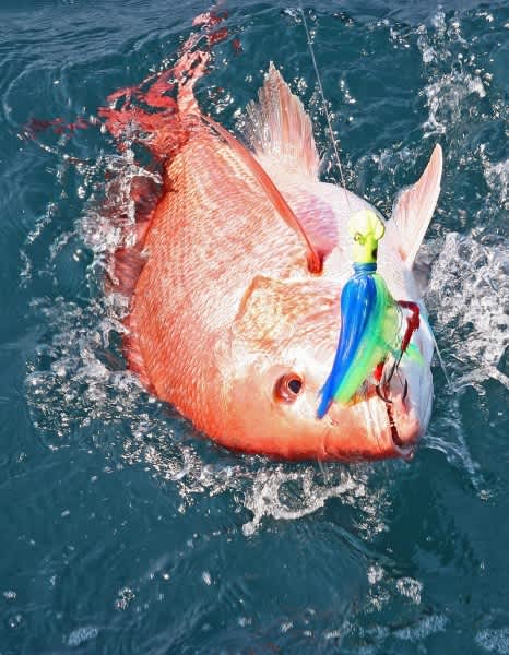Alabama Gets Another Crack at the Red Snapper