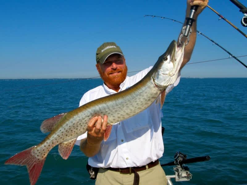 Lake St. Clair Muskies Come On Strong