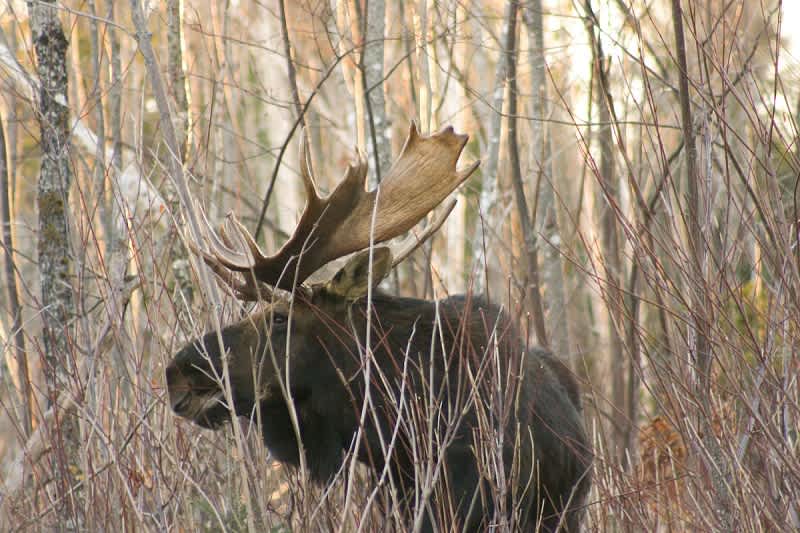 Vermont’s 2013 Moose Auction Open for Bids