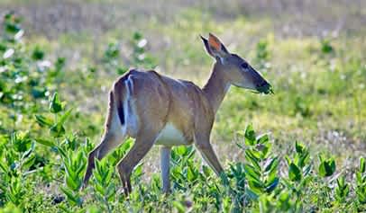 Non-residential White-tailed Deer Permits Still Available in Kansas